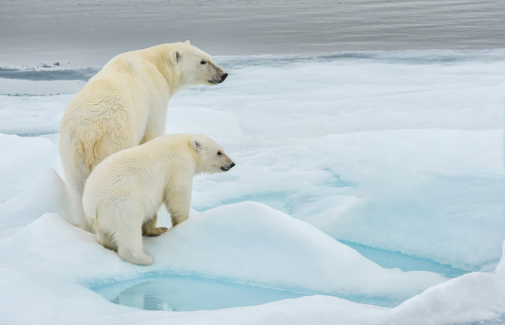 Ice Cool Facts About Polar Bears